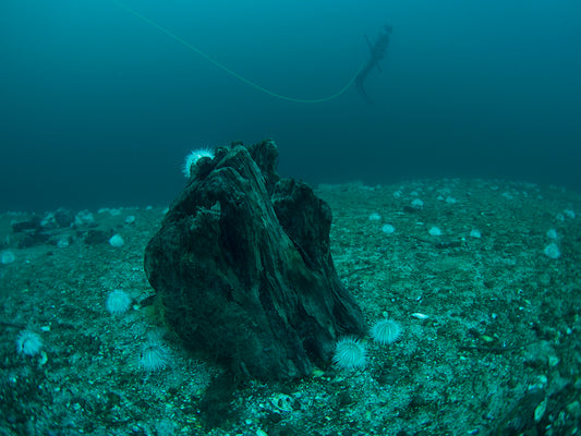 Flaskepost fra Sogndalsfjorden 13. februar 2021