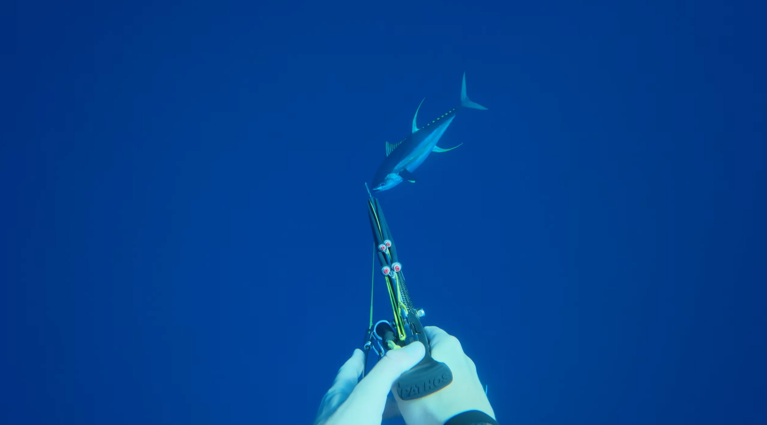 Ladda video: My first time going bluewater spearfishing for big yellowfin tuna. The fish were plentiful and massive, and the lessons were just as big. Definitely planning to revisit the Azores!